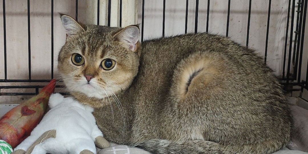 Как пережить утрату питомца