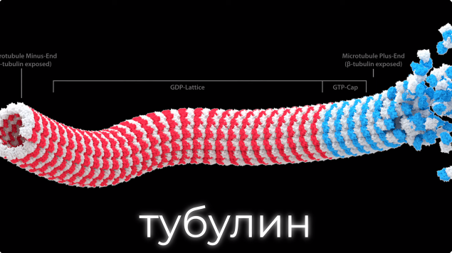 Вот они микротрубочки - нити Бога в Вашей голове, в Ваших нейронах (найдено в интернете)