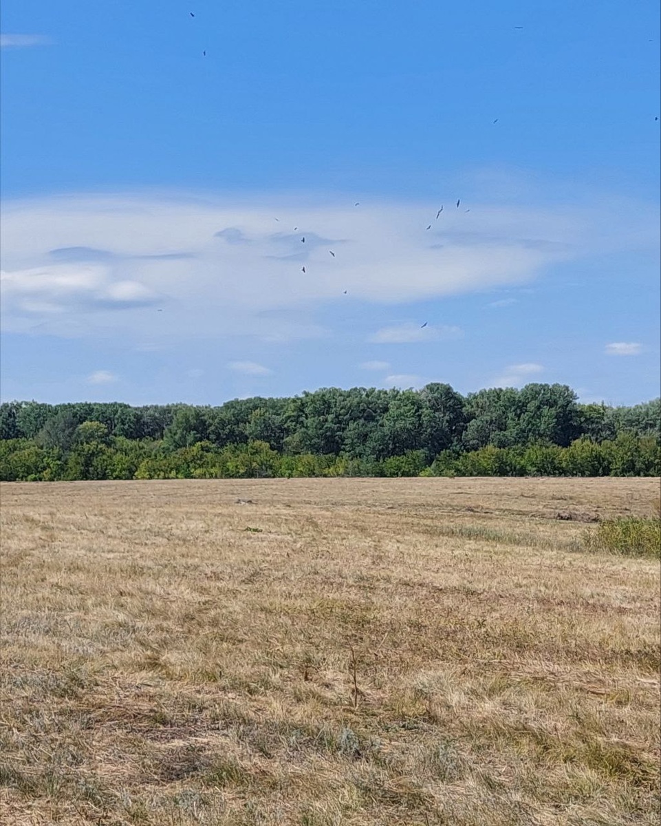 Кружат, ищут добычу на скошенном поле