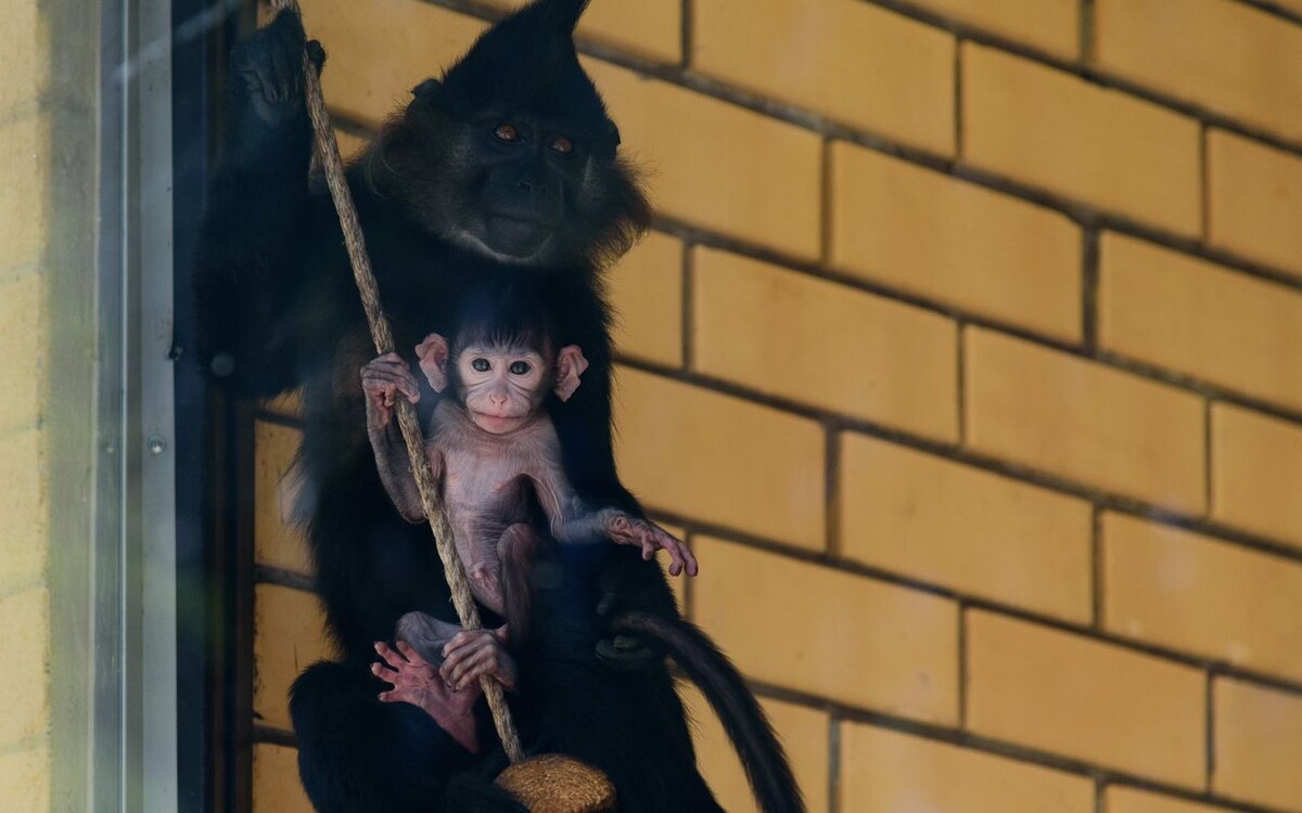    Черный мангобей родился в Липецком зоопарке правительства Липецкой области