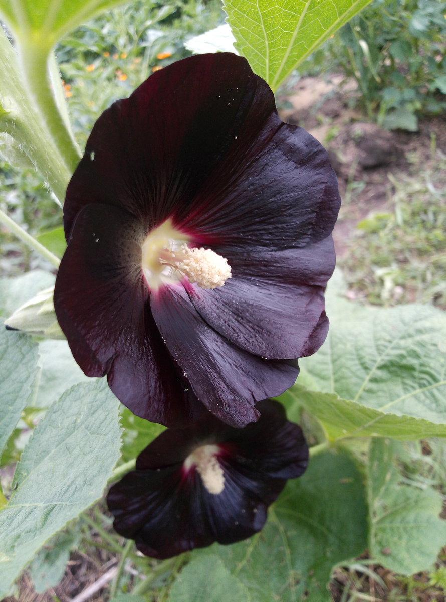 Фото автора. Просто чёрная мальва с нашего огорода