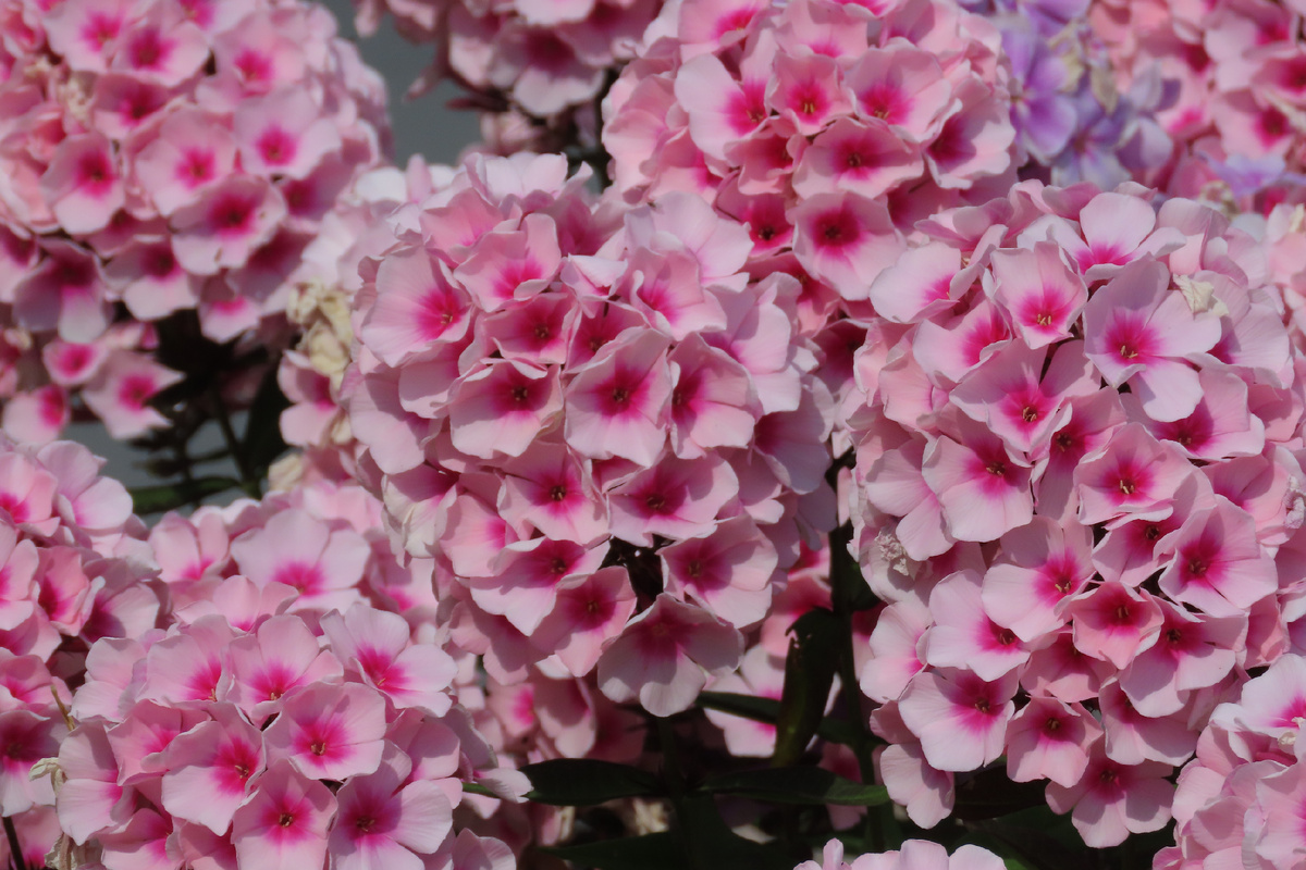 Флоксы в Монрепо