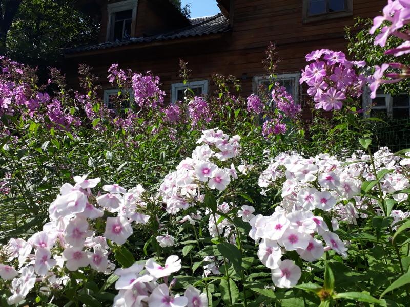 Флоксы в Монрепо