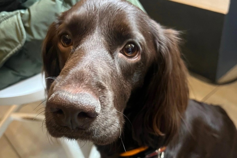    Малыша Арчи очень ждут дома его хозяева. Фото: личный архив героев публикации.