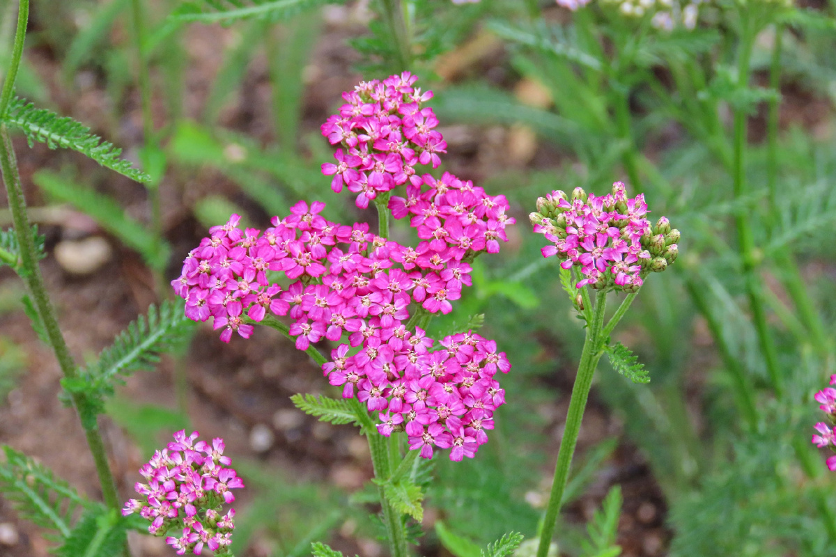 Тысячелистник в Монрепо