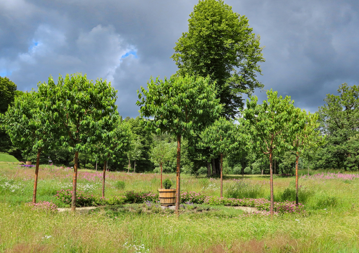 Тысячелистник в Монрепо