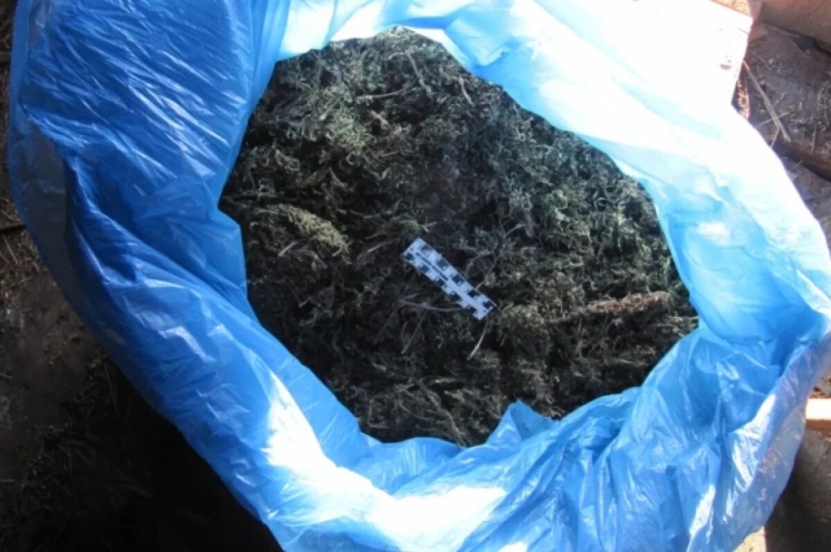    Самарский агроном-самоучка сядет за выращивание марихуаны