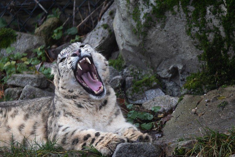 (с) Tambako the Jaguar. Ну как вам зубки? 