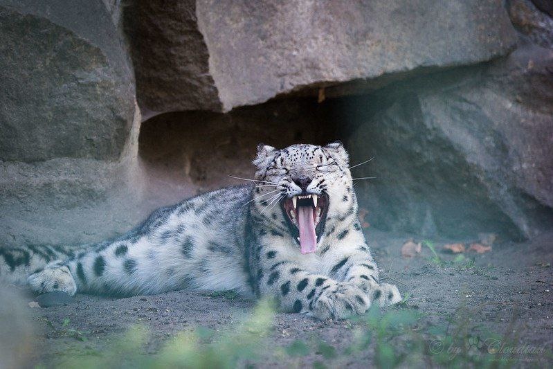 (с) Tambako the Jaguar. Красавец-ирбис зевает. 