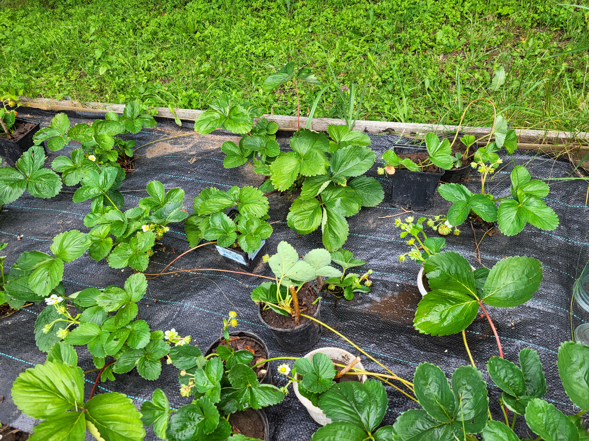 Потрясающий вкус и урожайность клубники Ания заставили меня поменять мнение о ремонтантных сортах. Вот реально, пока что это единственный сладкий сорт с богатым вкусом. Кислота, сладость – всё как надо, в идеальной, как говорили раньше, плепорции