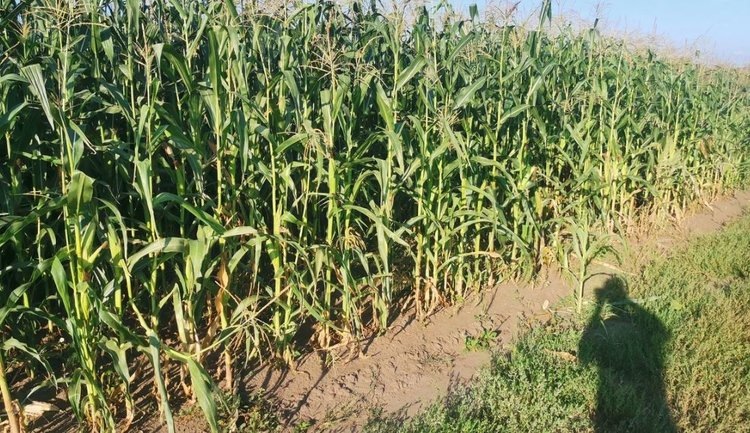    В 2024 году в Калужской области двукратно увеличились площади кукурузных посевов под фитосанитарным мониторингом