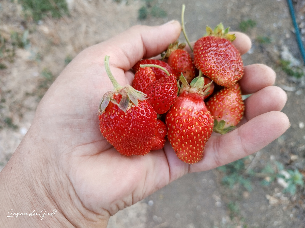 Красный и сладкий