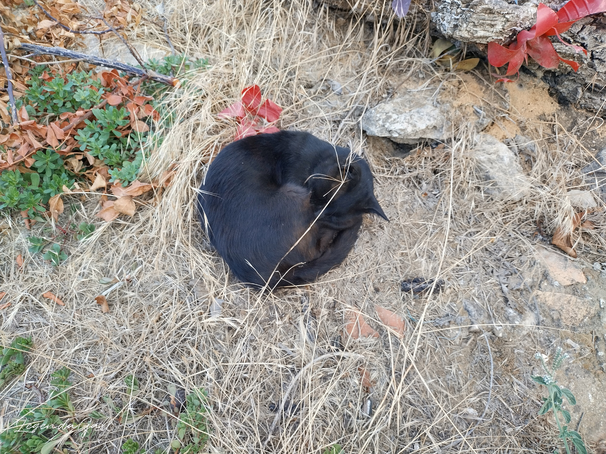 Спит. Сытый.