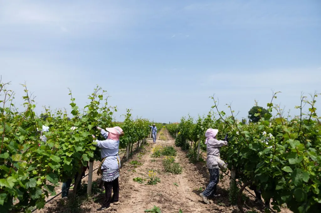 Сбор урожая на предприятии «Дербент Вино». // Фото: derbentwine.ru 