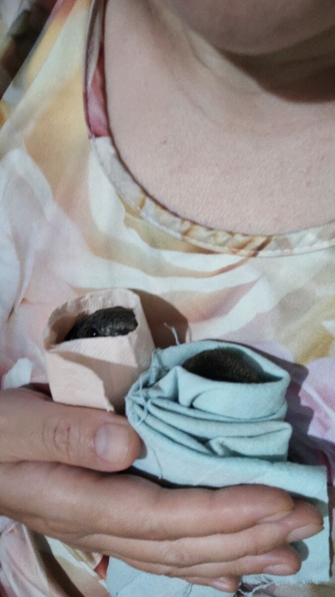 Оззи (в розовом) и Грю (в голубом) обедают