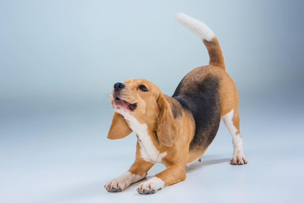 Больше интересного в нашем Telegram-канале! https://t.me/grand_prix_pet_food 