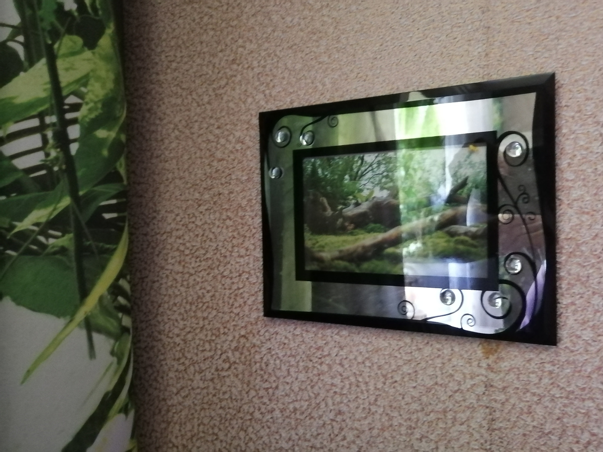 Просто картинка на стене. Наш сад мхов много лет назад