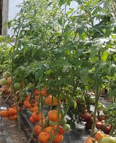 Очень ровное поспевание, даже завидно... 😁 а верх весь пустой... Скрин видео Валерия Медведева. Дзен-канал Огород-сад Медведевых