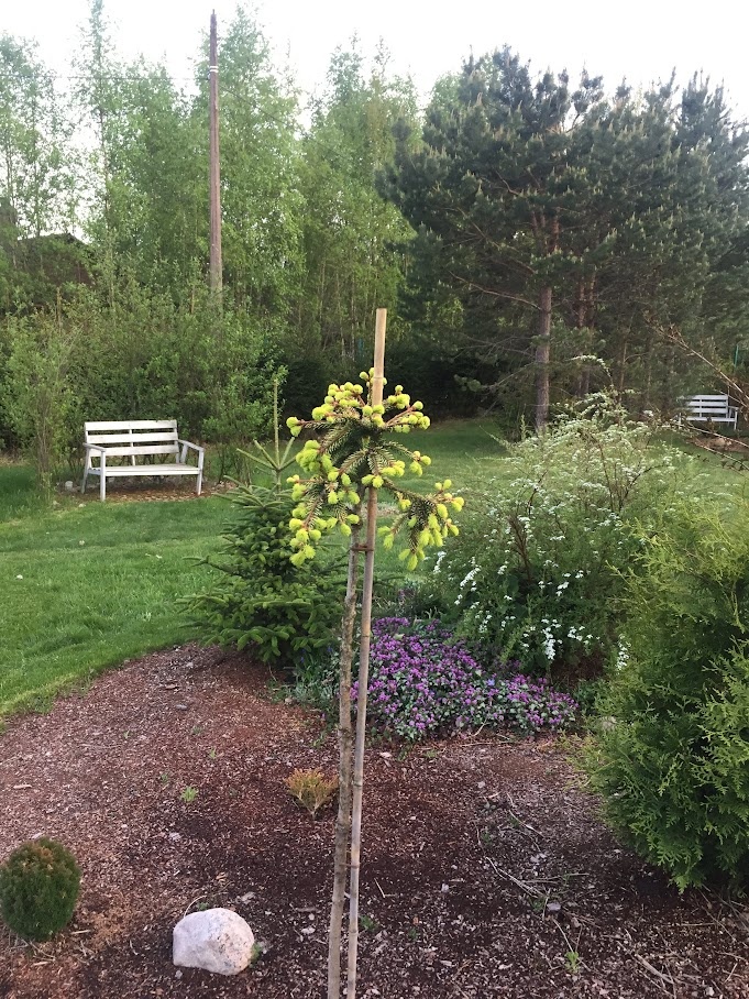 2018 Picea abies Gold Drift