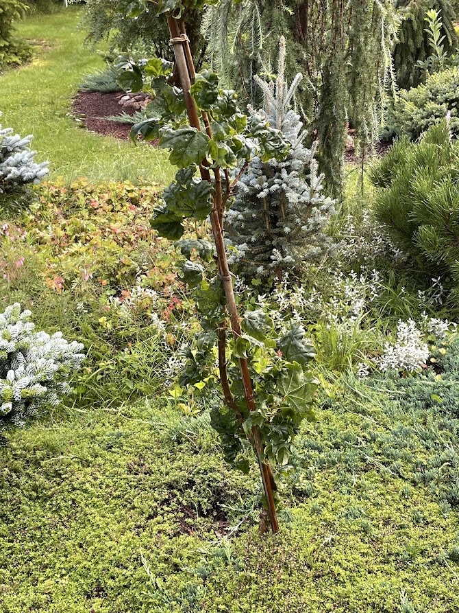 2024 Acer platanoides Beskid 