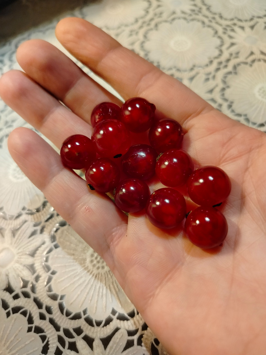 Красная смородина
