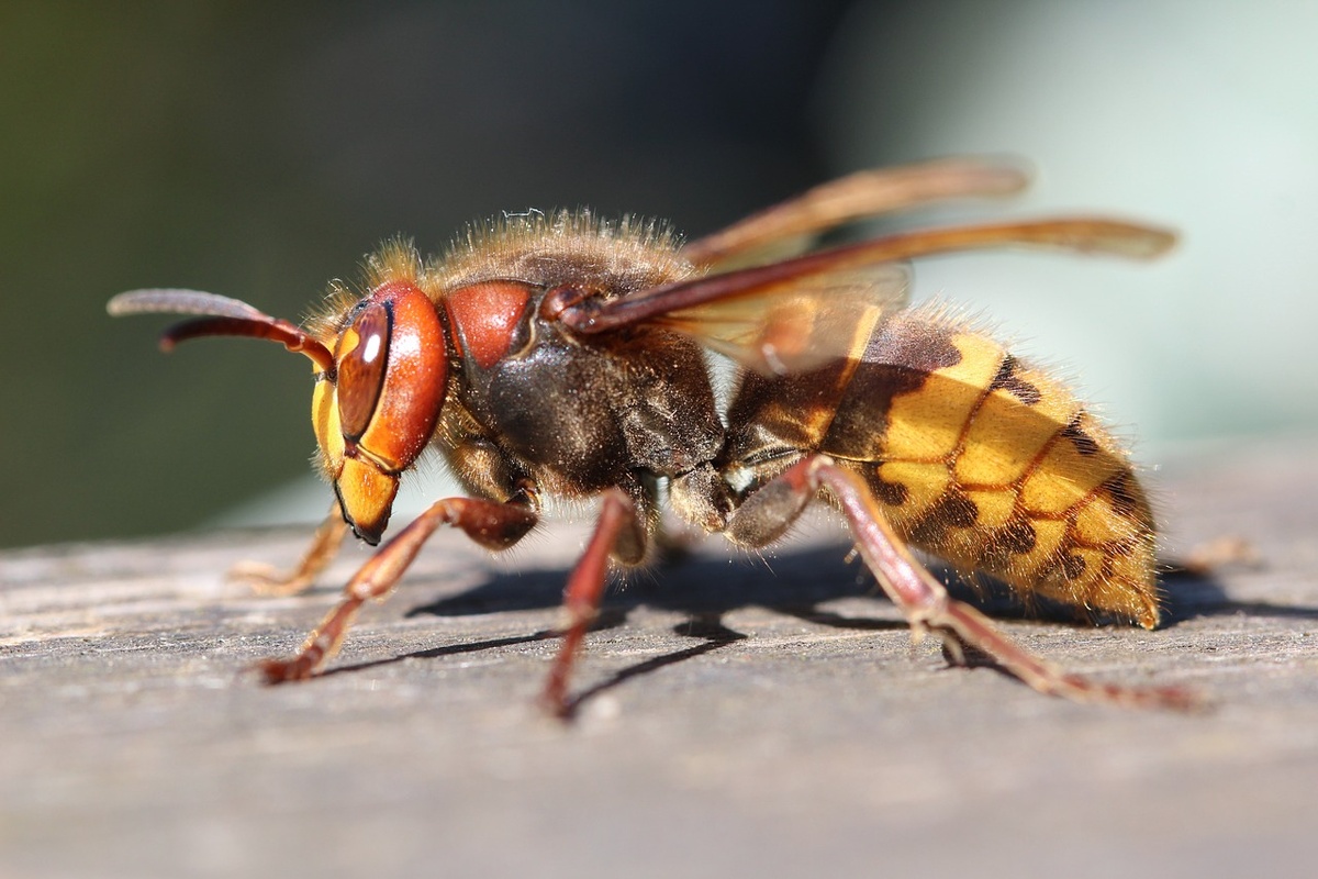 Обыкновенный шершень Vespa crabro (взято с сайта pixabay.com)