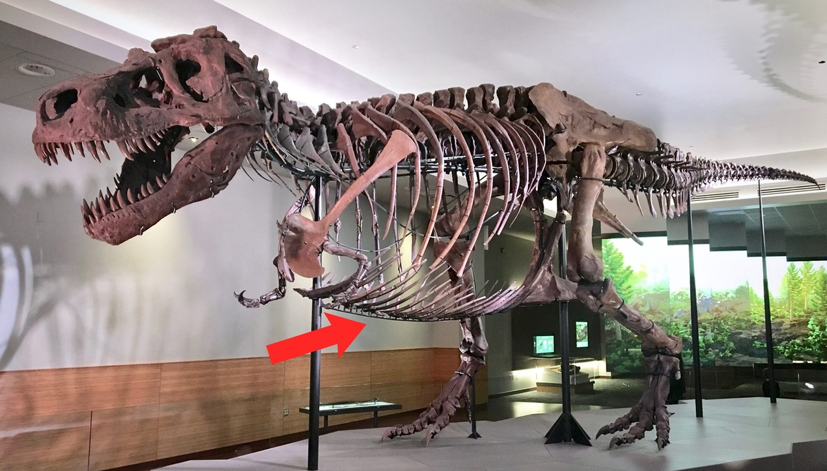 Стрелочка указывает на гастралии