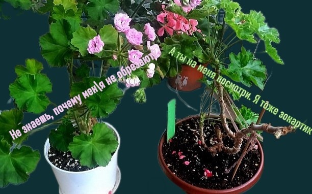 Два зонартика для сравнения. Подслушала их разговор  😄