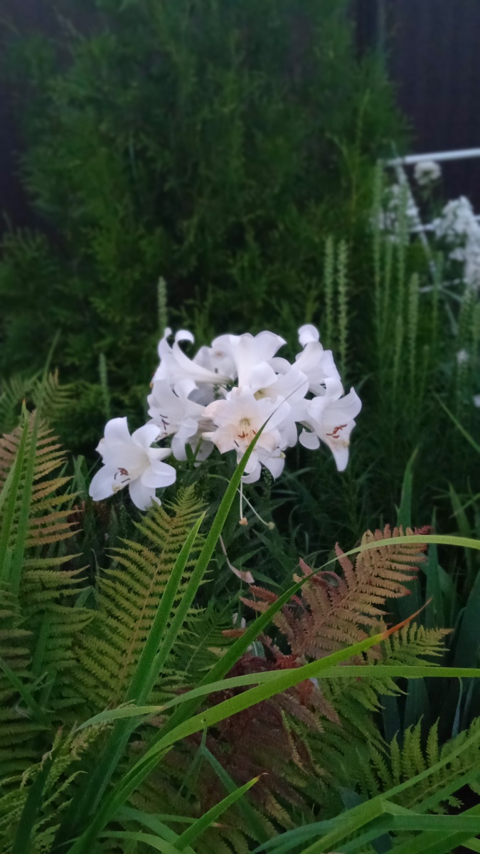 Вайт триумфатор и сгоревший на солнце папоротник