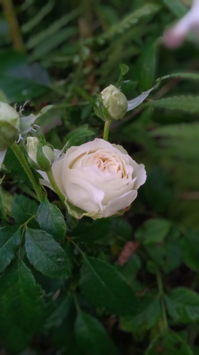 Миниатюрная горшечная розочка без названия с очень красивым тугим бутоном