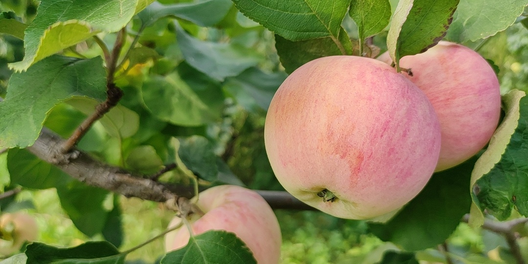 Как ухаживать за яблоней в период плодоношения и после него