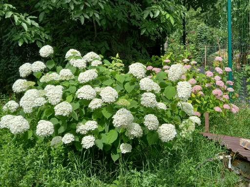Гортензии под орехом