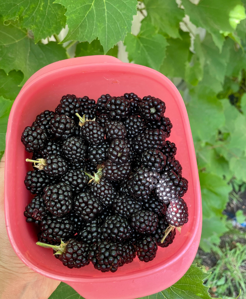 Женская ягода- в ее составе природные фитоэстрогены.