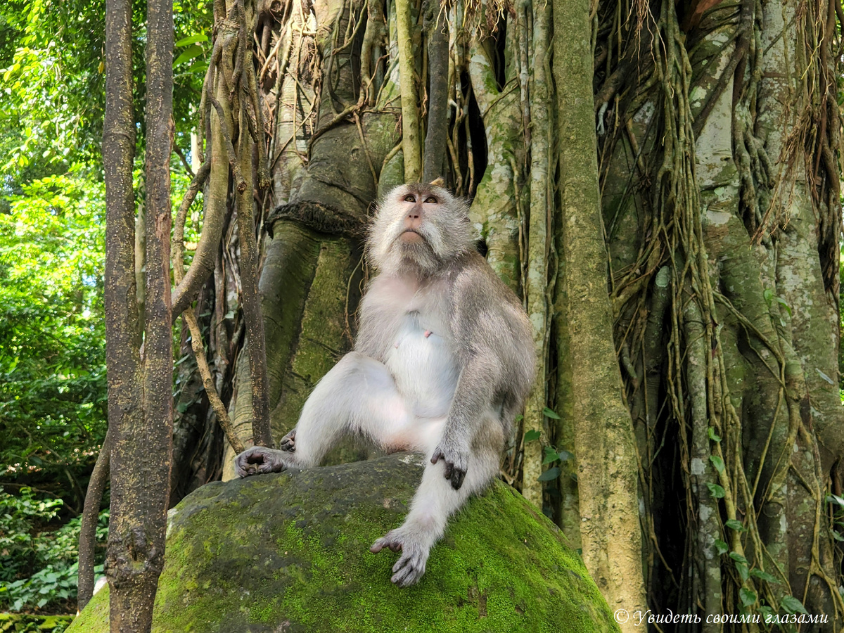 Лес обезьян в Убуде