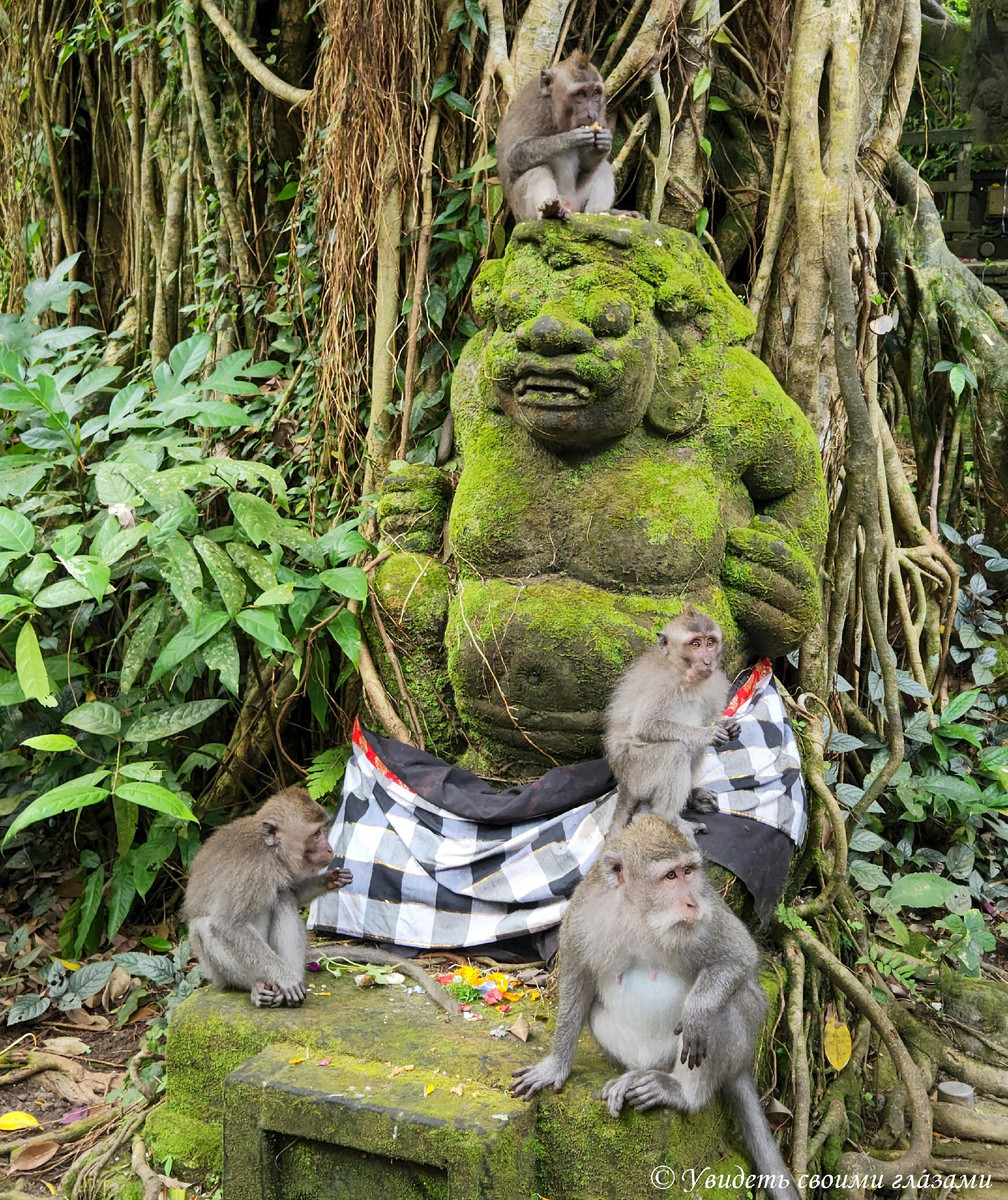 Лес обезьян в Убуде