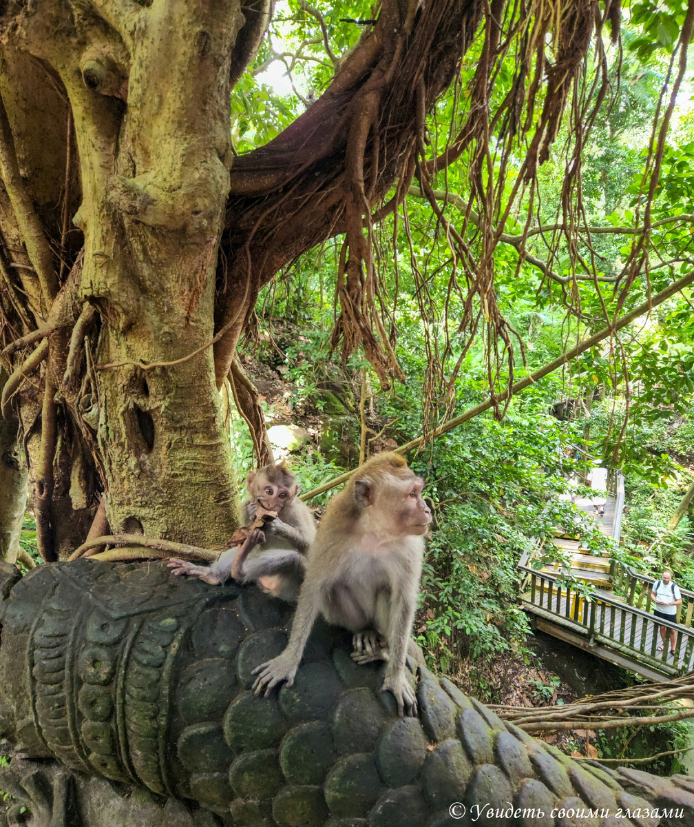Лес обезьян в Убуде