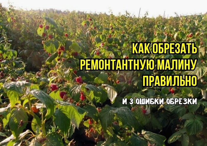 Обрезая ремонтантную малину неправильно, можно без ягод остаться. 3 ошибки - малина подмерзает, плодоносит поздно, ягод мало