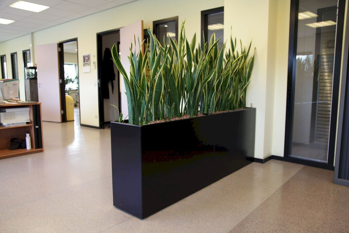 Sansevieria trifasciata