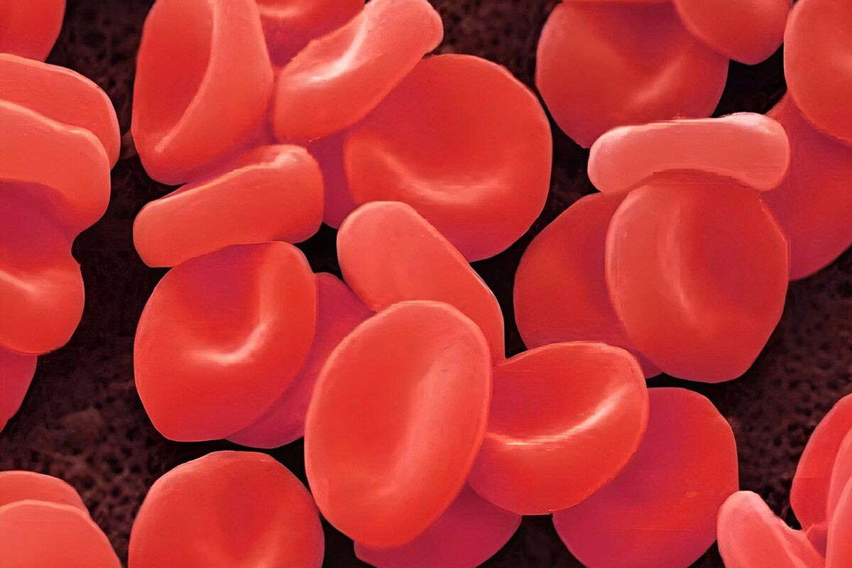 Молекулы на поверхности эритроцитов определяют группу крови. Источник: Shutterstock📷
