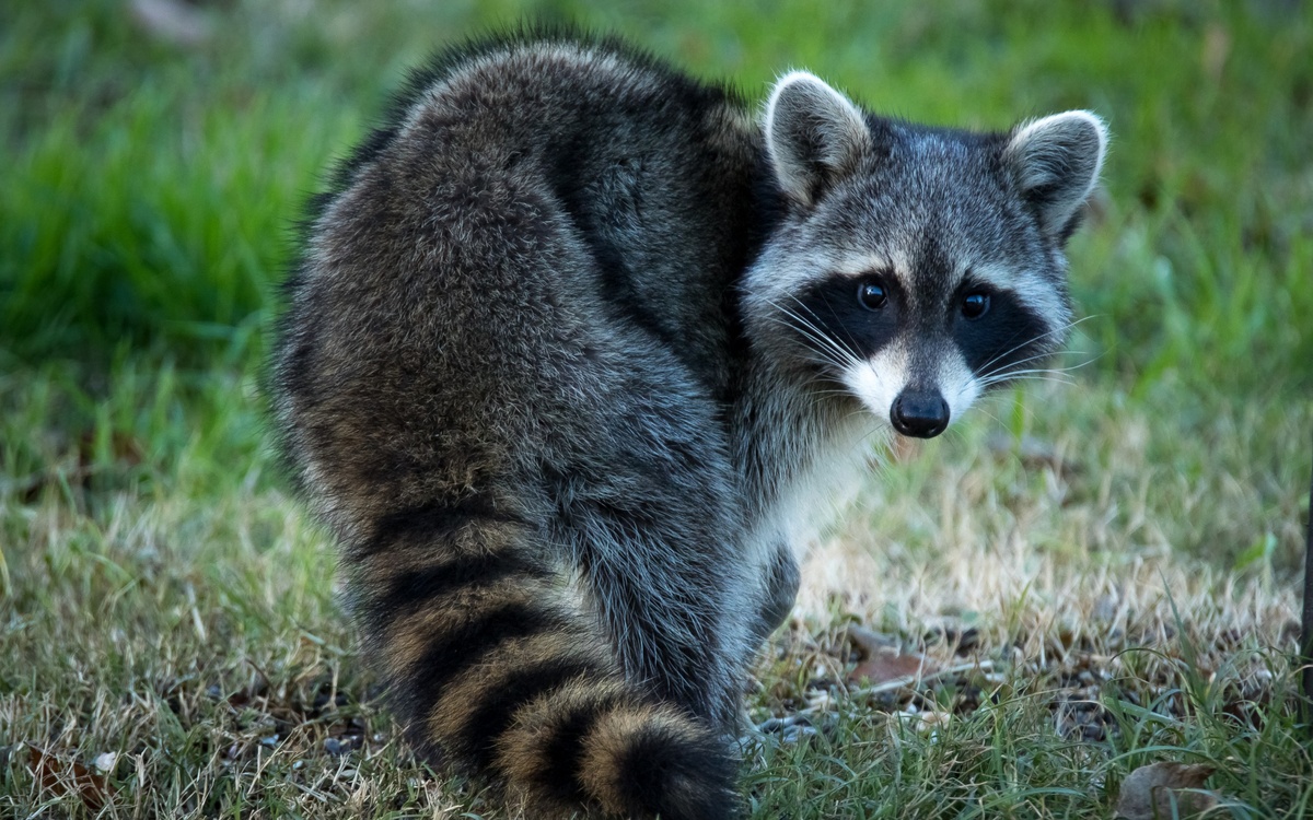 К чему снится енот