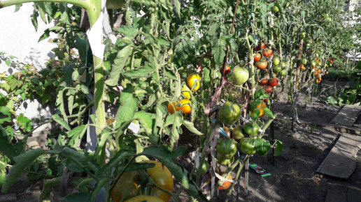 🍅Высокие Томаты созрели - ЗЕФИР В ШОКОЛАДЕ, СОЛНЕЧНЫЙ УТЕС, ШОКОЛАДНЫЙ ЗАЯЦ и МАЛАХИТОВАЯ ШКАТУЛКА. 5 августа 2024 г.