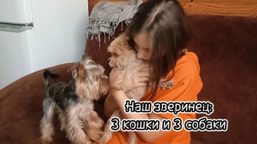 Наш зверинец: 3 кошки, 3 собаки, дома нескучно!