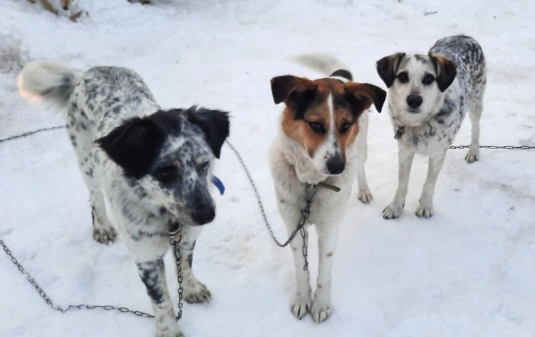 Бэлла с сёстрами, Молли и Мэгги