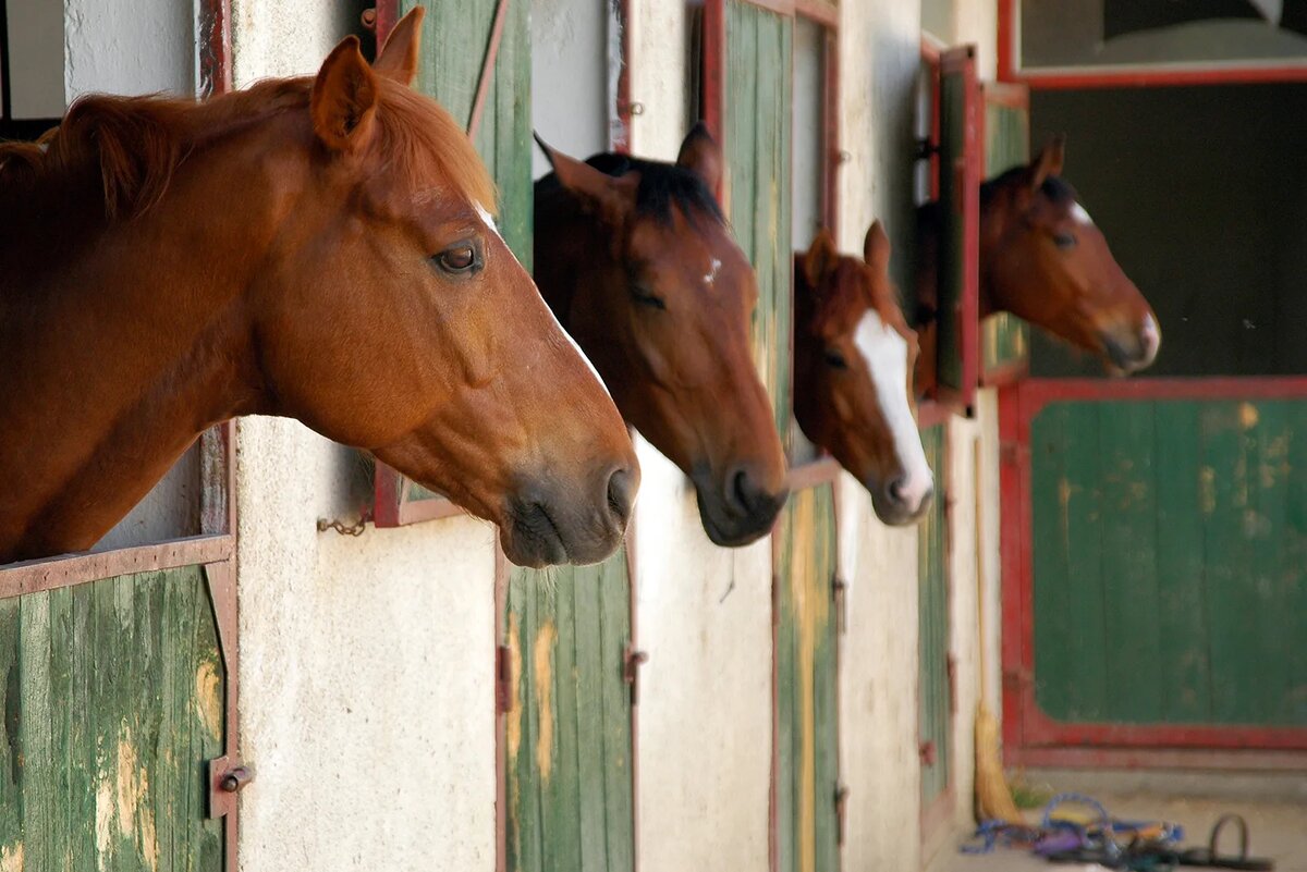 Лошади в денниках