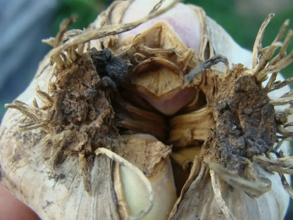 Фузариоз чеснока