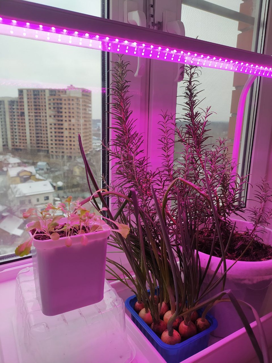 Салат рос под лампой фиолетового свечения 10 Вт