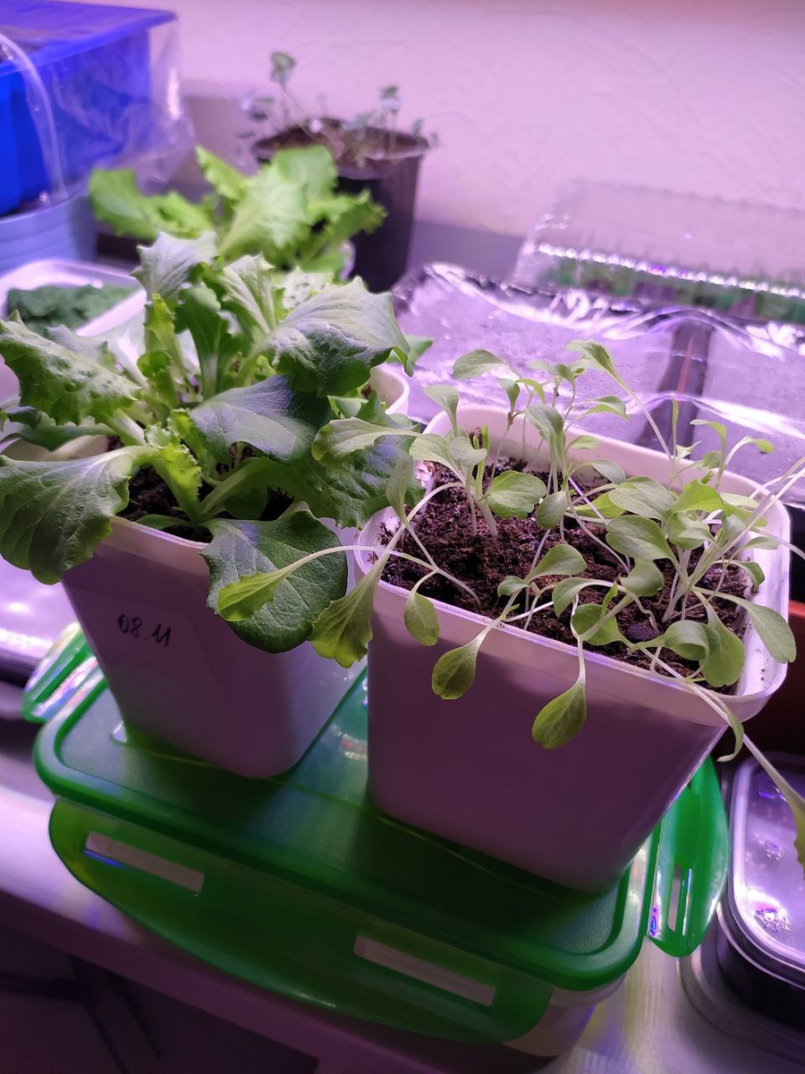 Салат рос под полноспектральной лампой 70 Вт