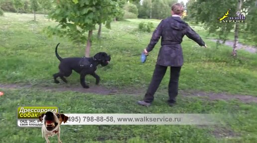 Дрессировка холеричных собак, воспитание ризена, конусы, мяч, массаж, команды окд