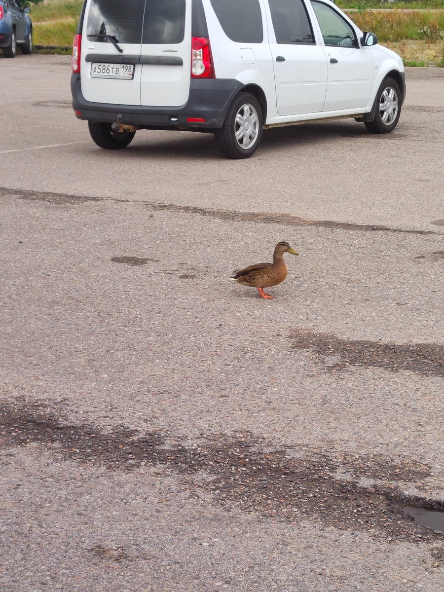 Уточка на парковке у монастыря на Валдае