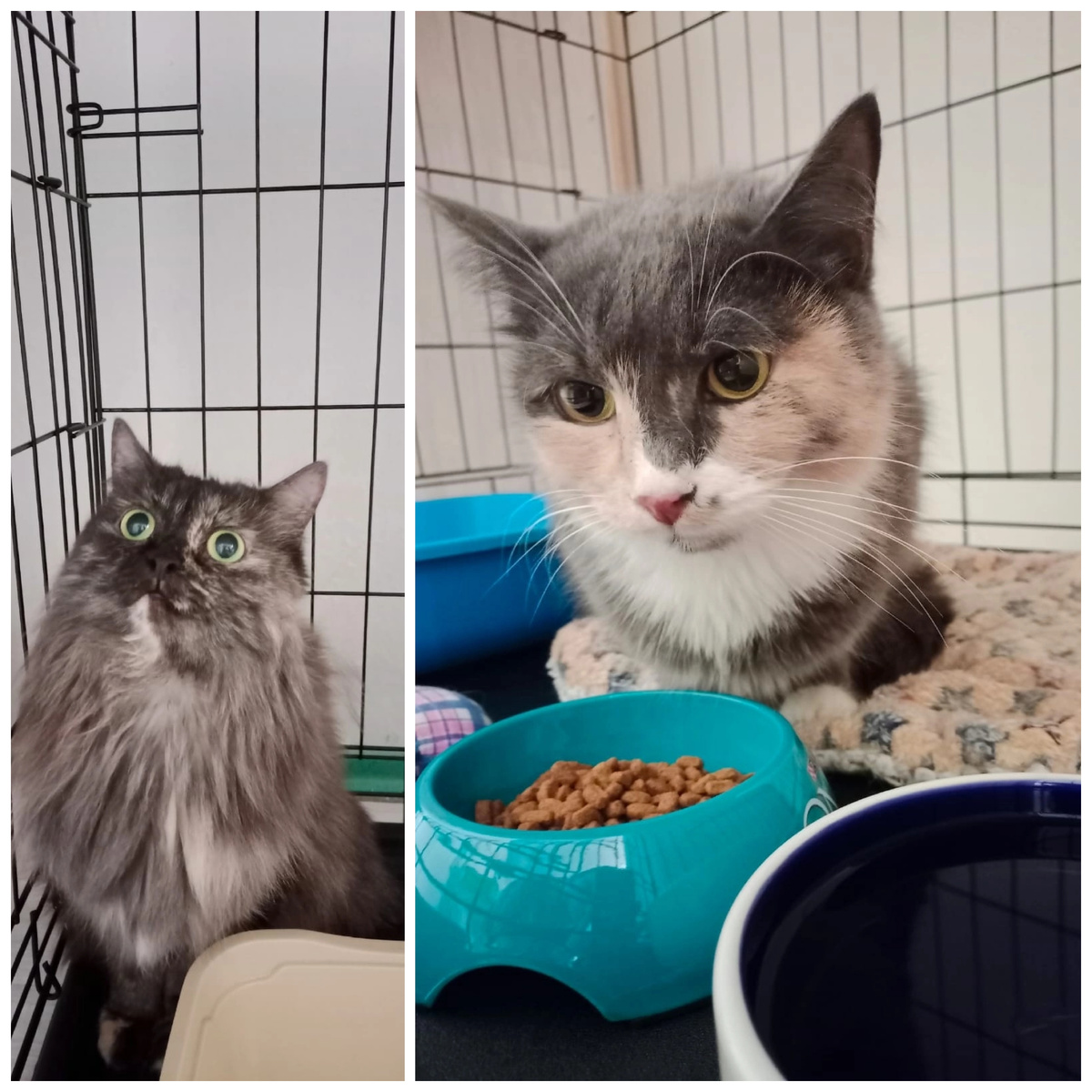 Лунетта и Паулита домашние, остались без хозяйки.